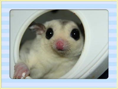 photo of Pascal - Mosaic