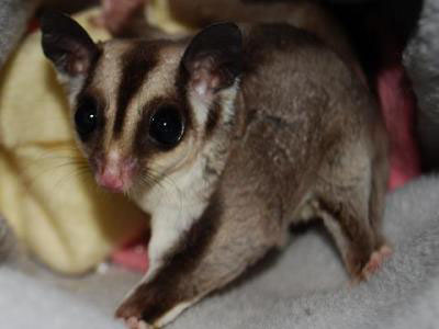 photo of Daisy - Just For Fuzzies